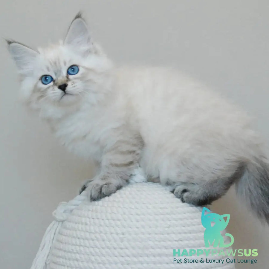 Basya Siberian female black tabby pointed - live animals