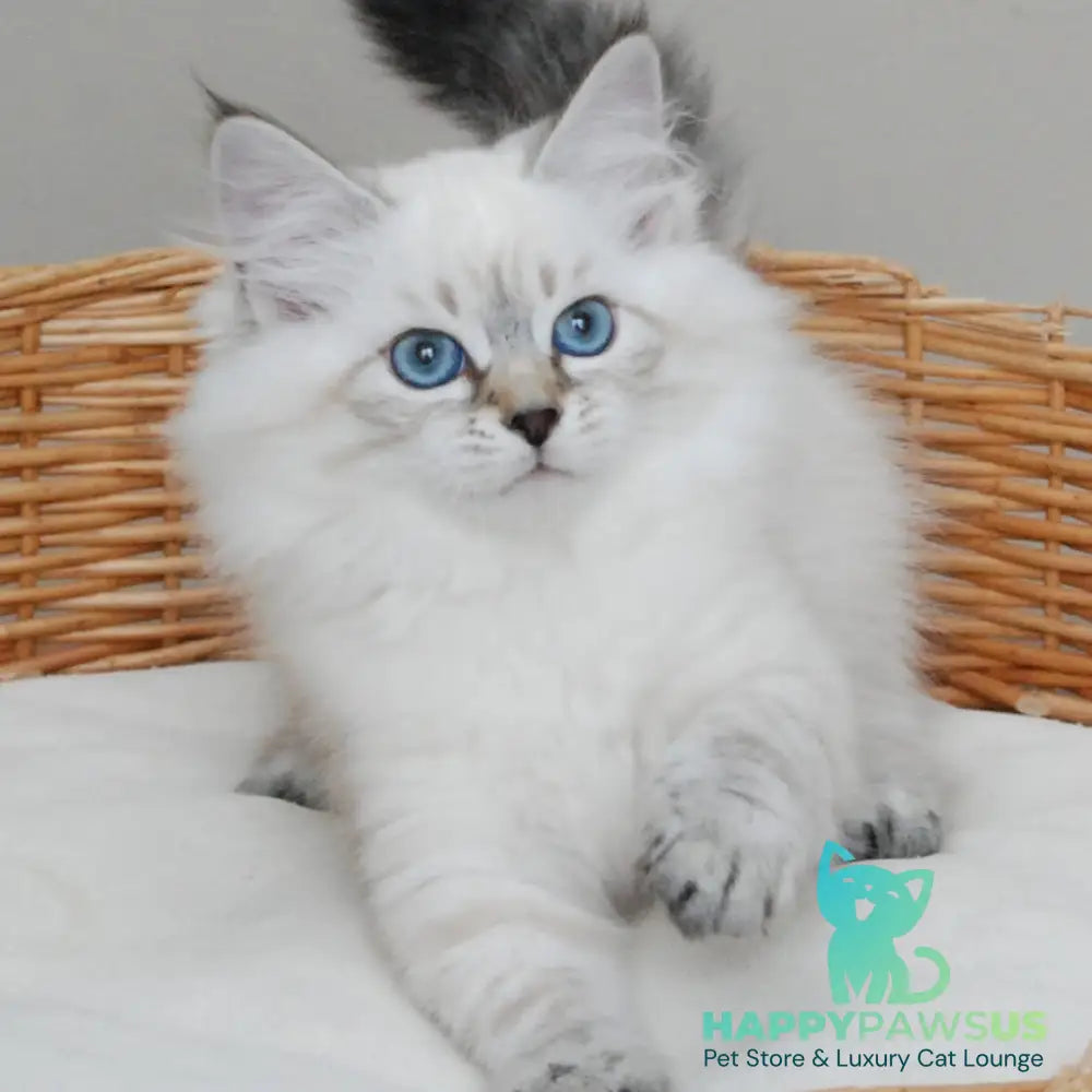 Basya Siberian female black tabby pointed - live animals
