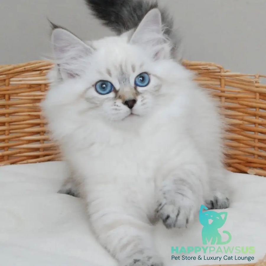 Basya Siberian female black tabby pointed - live animals