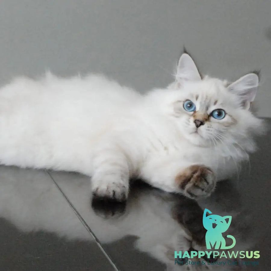 Basya Siberian female black tabby pointed - live animals