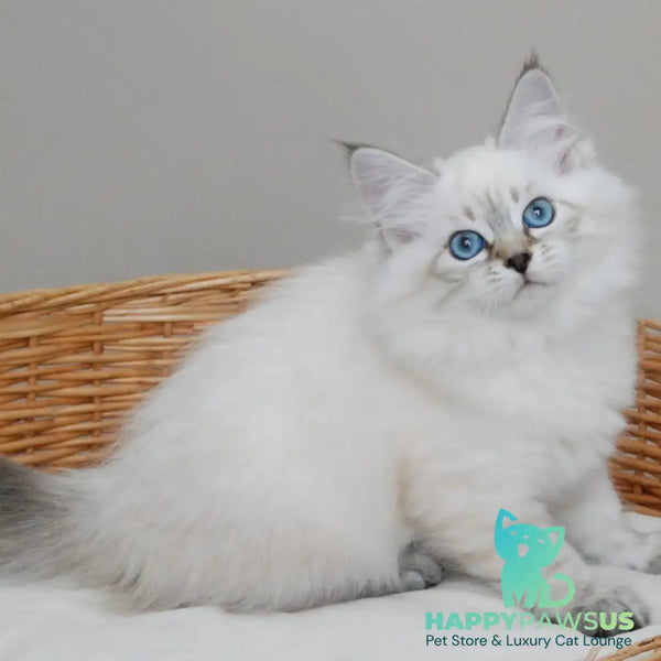 Basya Siberian female black tabby pointed - live animals