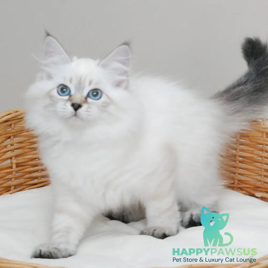 Basya Siberian female black tabby pointed - live animals