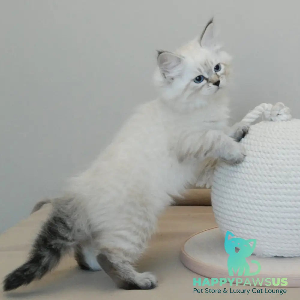 Basya Siberian female black tabby pointed - live animals