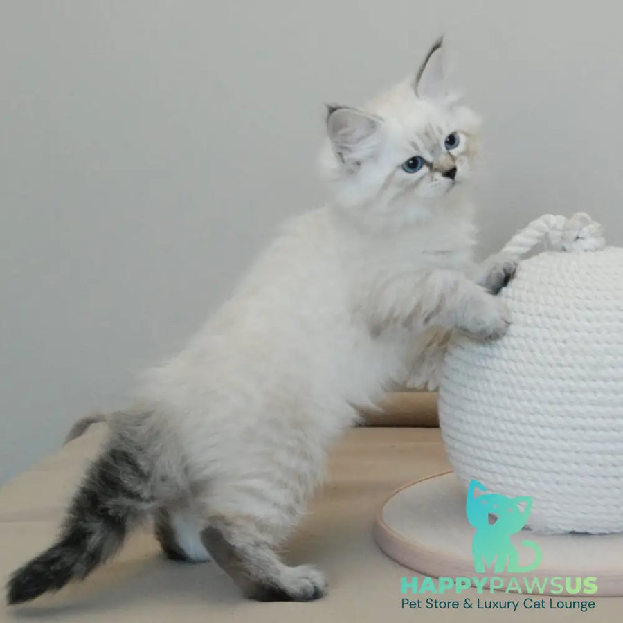 Basya Siberian female black tabby pointed - live animals