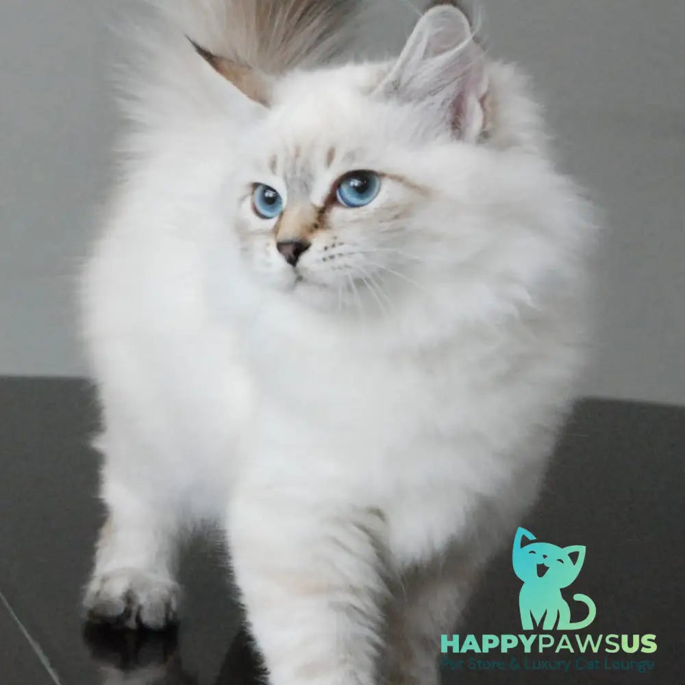 Basya Siberian female black tabby pointed - live animals