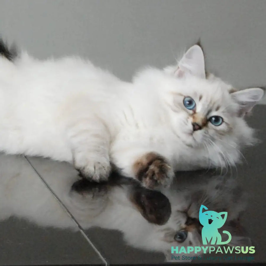 Basya Siberian female black tabby pointed - live animals