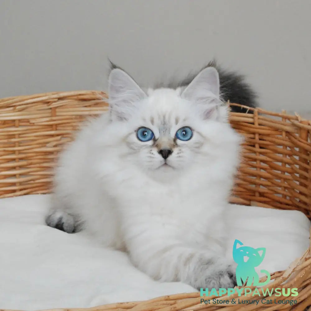 Basya Siberian female black tabby pointed - live animals