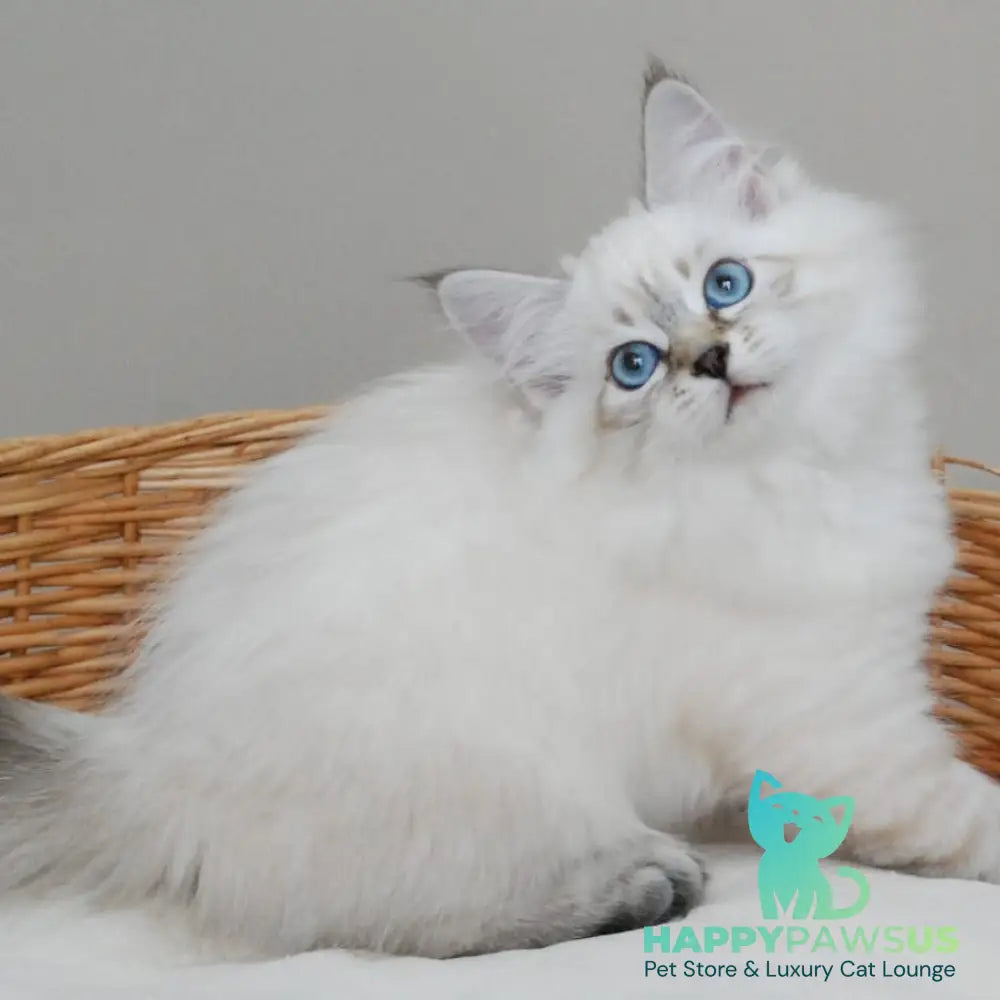 Basya Siberian female black tabby pointed - live animals