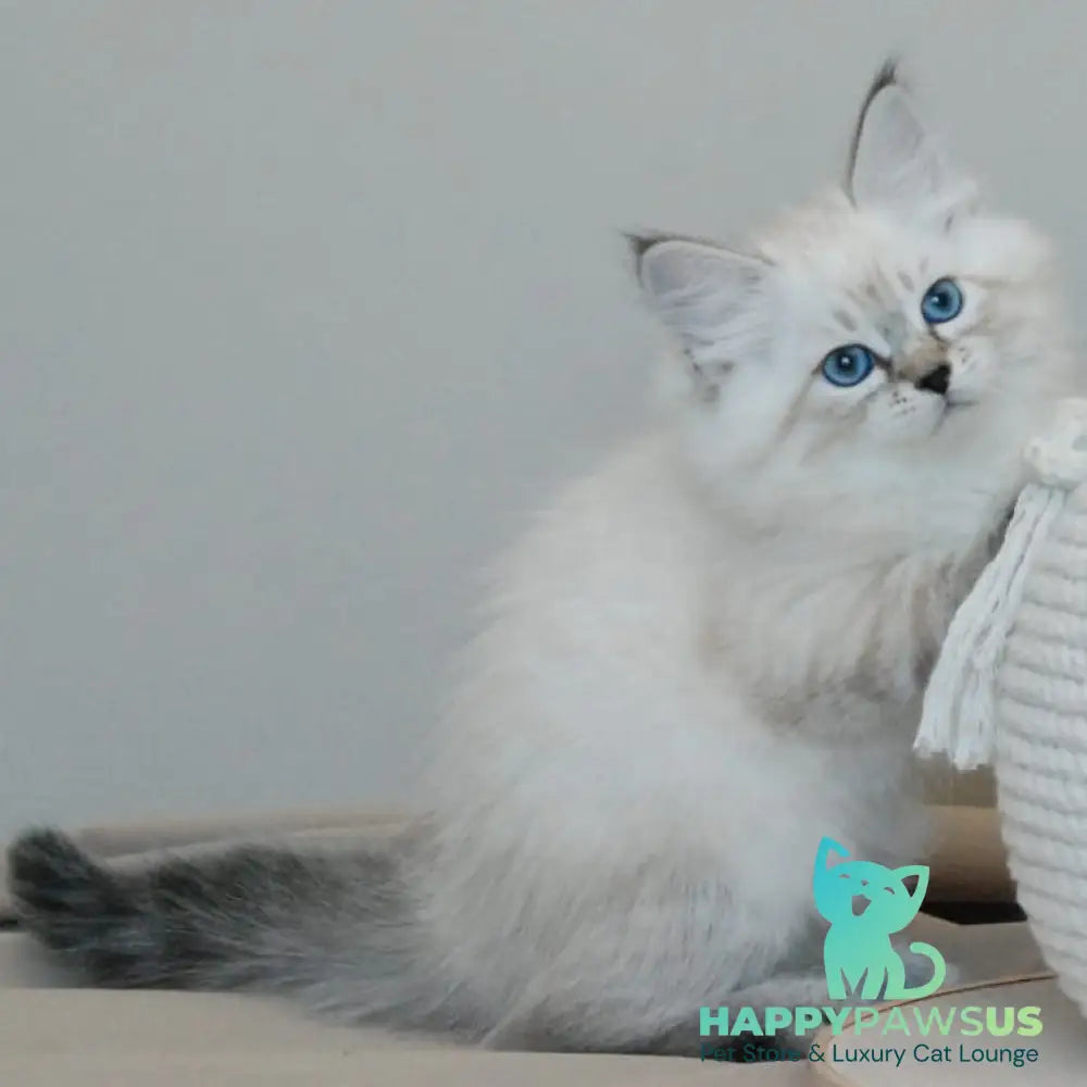 Basya Siberian female black tabby pointed - live animals