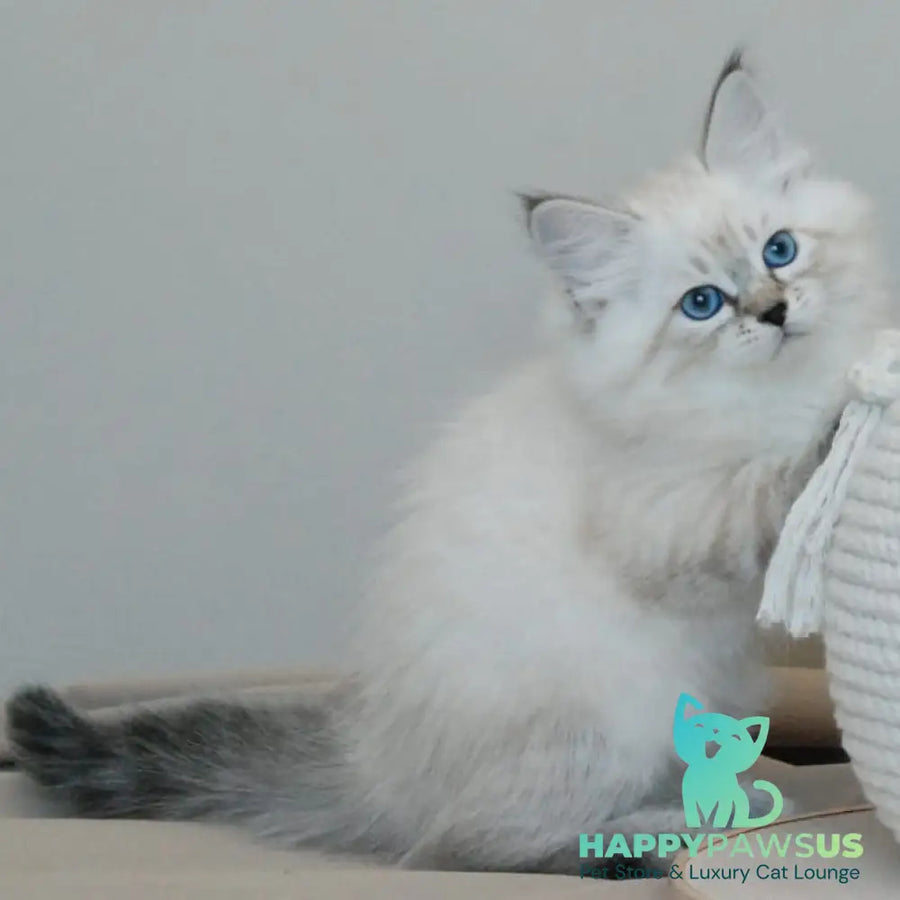 Basya Siberian female black tabby pointed - live animals