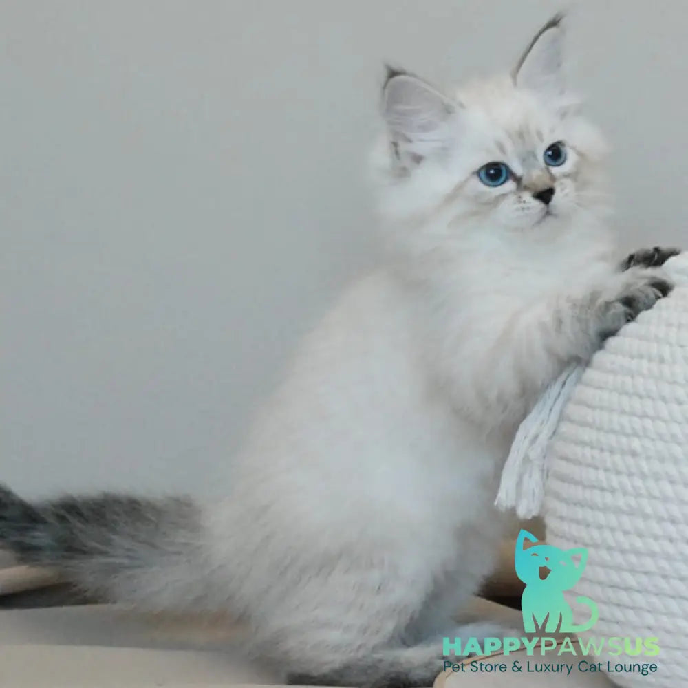 Basya Siberian female black tabby pointed - live animals