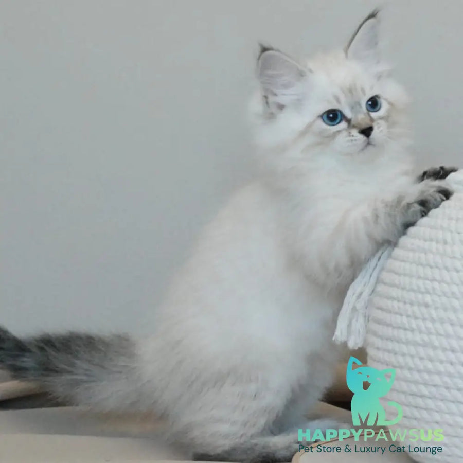 Basya Siberian female black tabby pointed - live animals