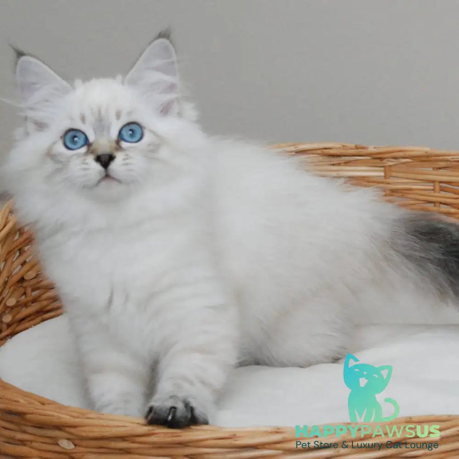 Basya Siberian female black tabby pointed - live animals