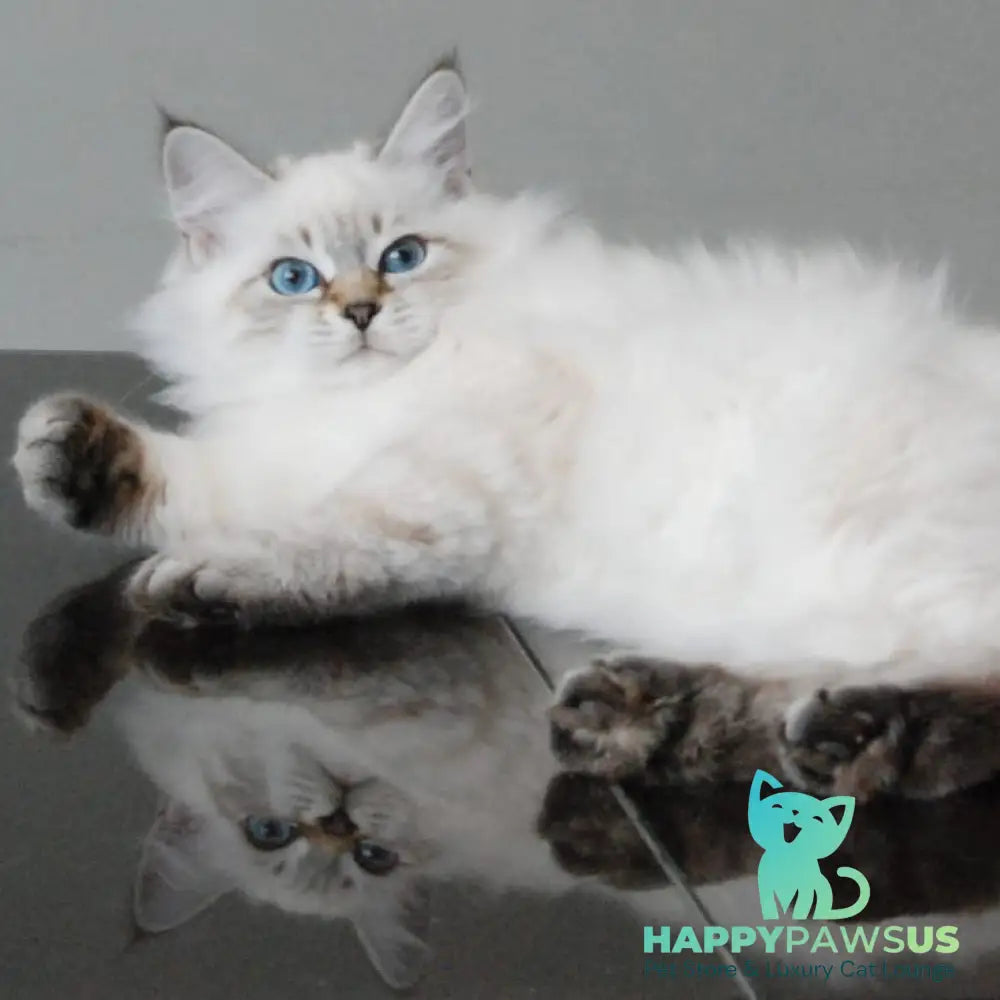 Basya Siberian female black tabby pointed - live animals