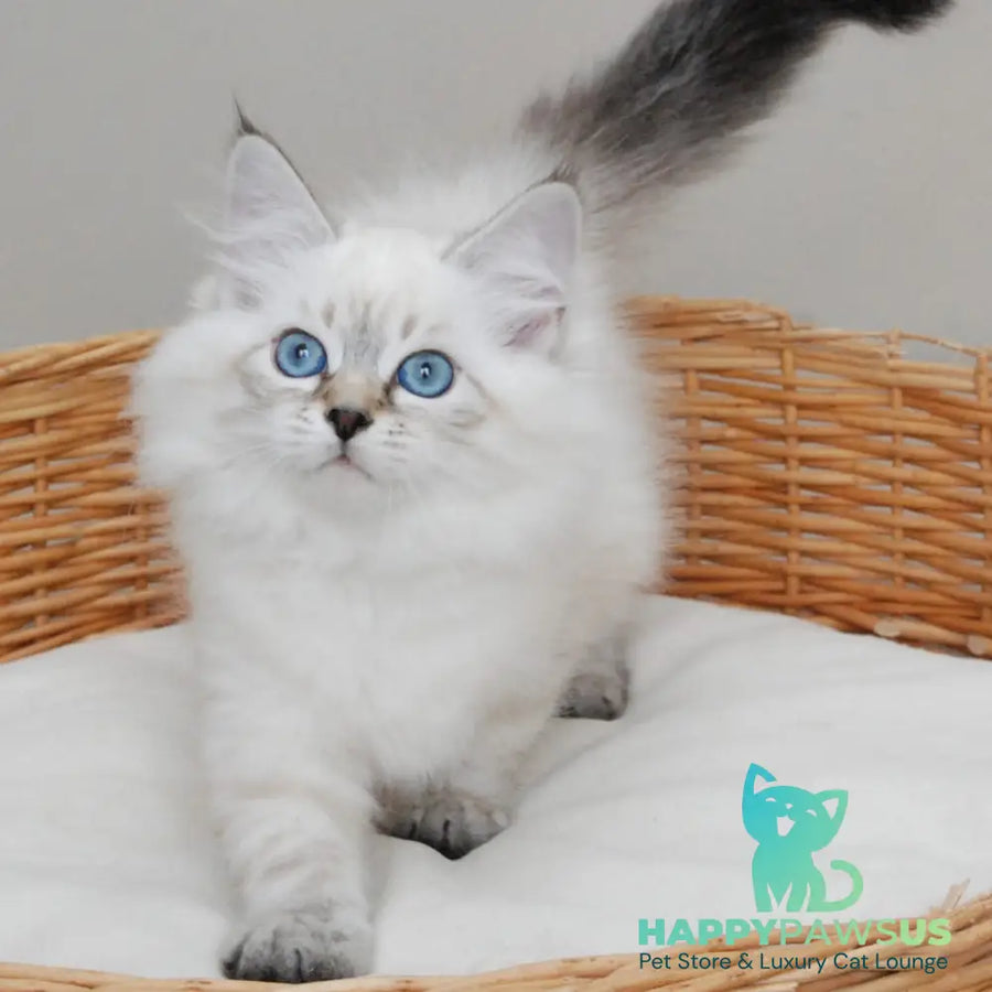 Basya Siberian female black tabby pointed - live animals