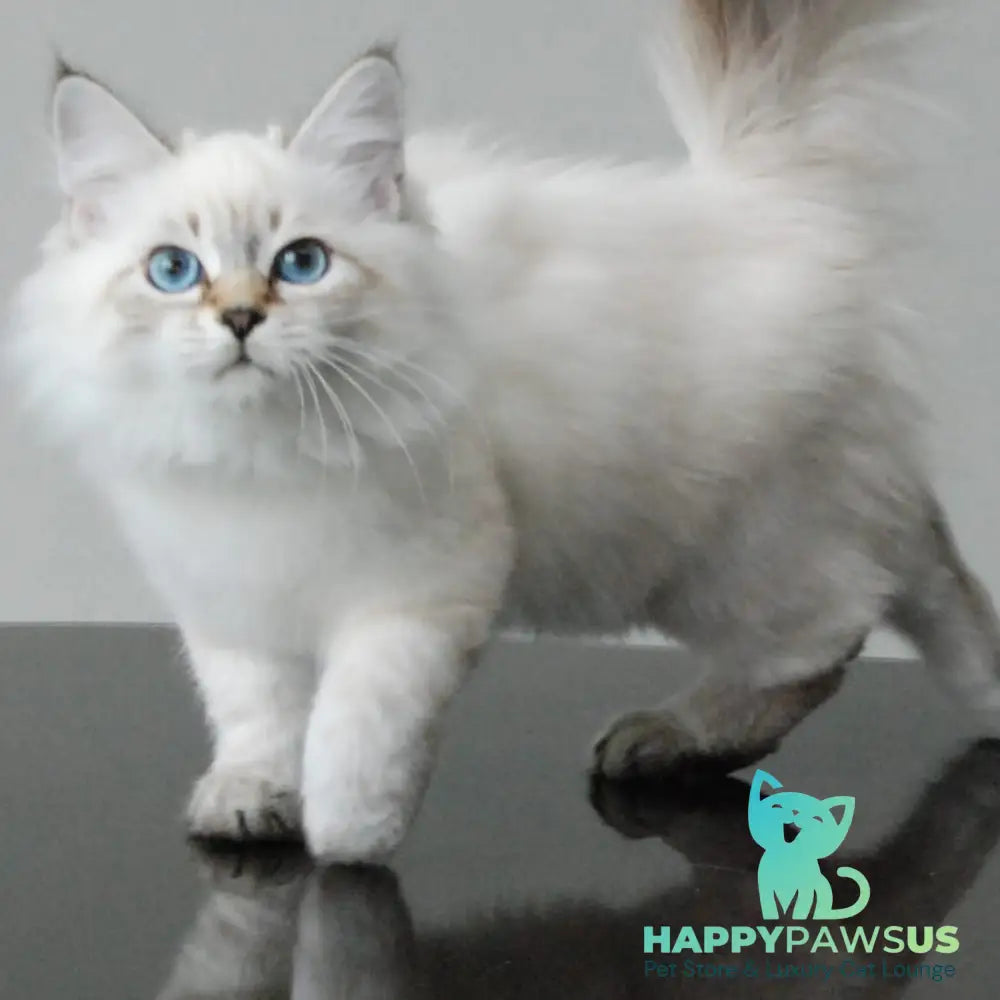 Basya Siberian female black tabby pointed - live animals