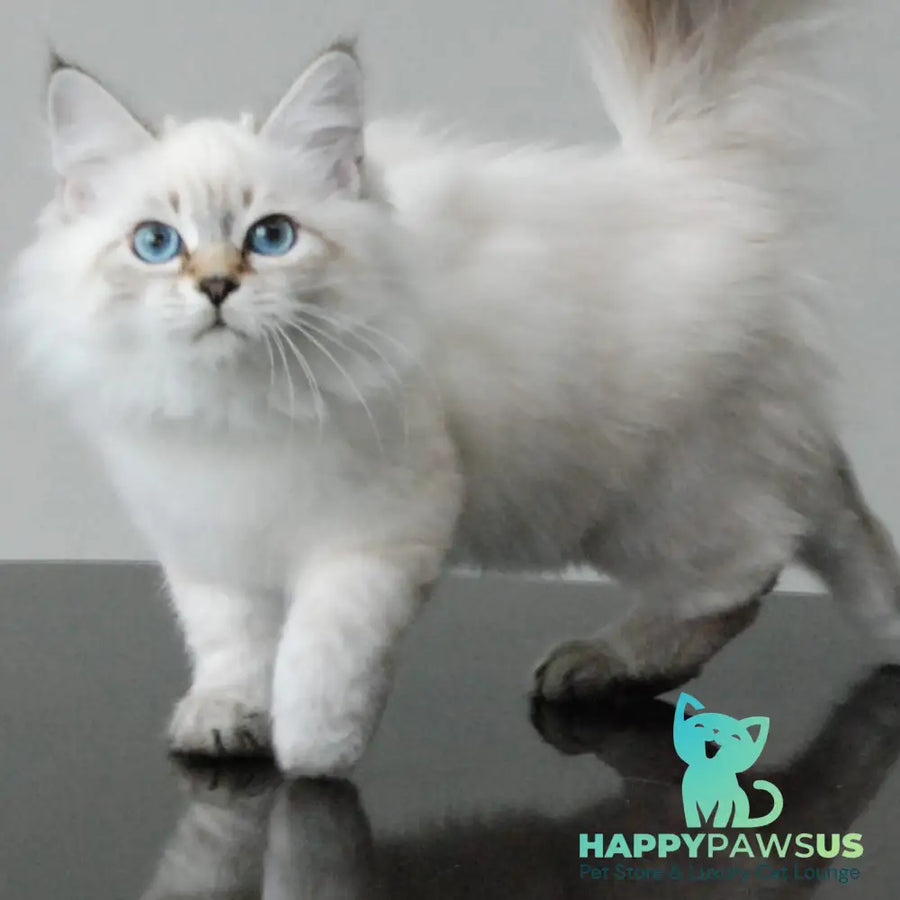 Basya Siberian female black tabby pointed - live animals