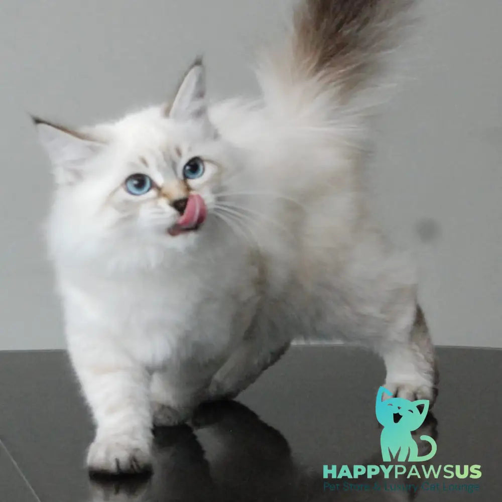 Basya Siberian female black tabby pointed - live animals