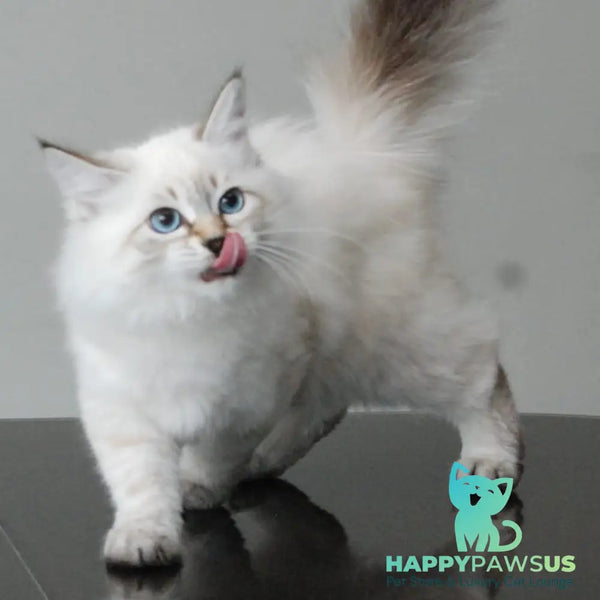 Basya Siberian female black tabby pointed - live animals