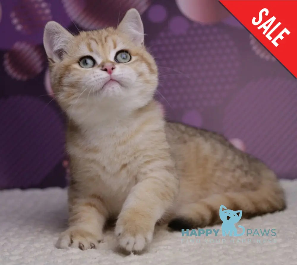 Batman British Shorthair male black golden spotted tabby live animals