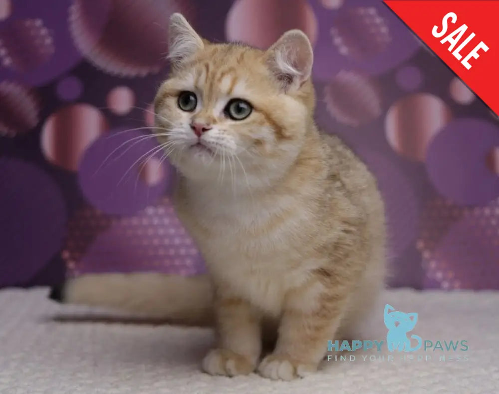 Batman British Shorthair male black golden spotted tabby live animals