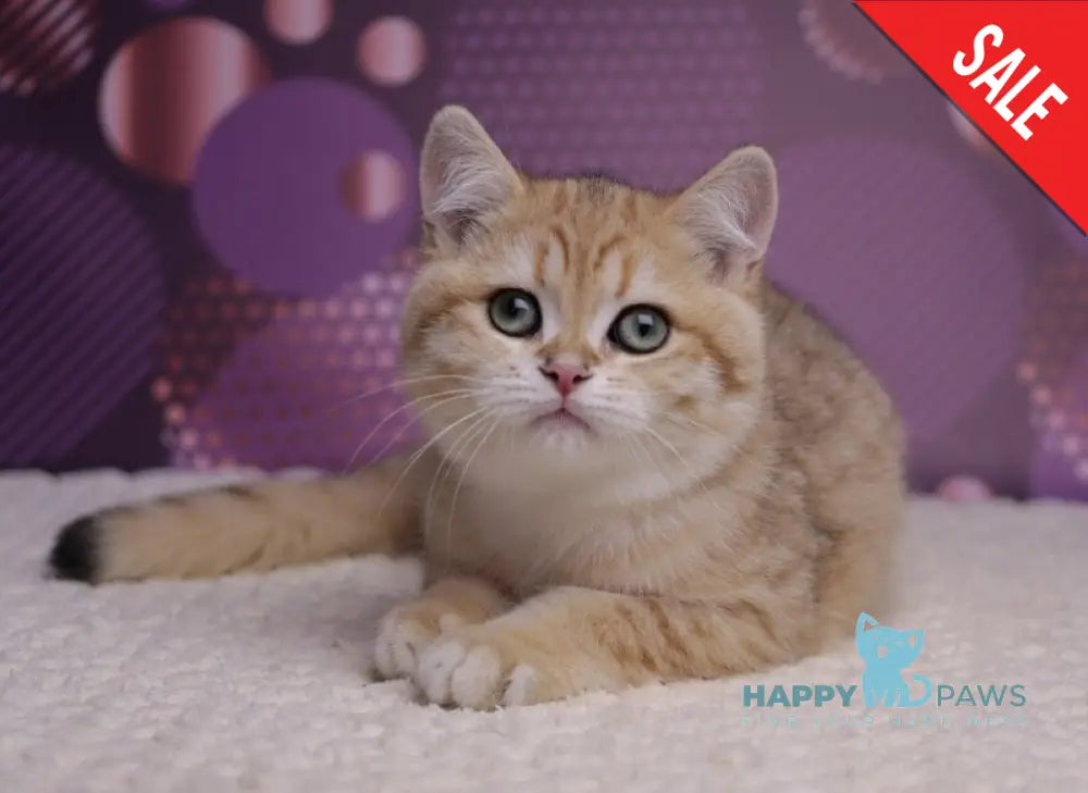 Batman British Shorthair male black golden spotted tabby live animals