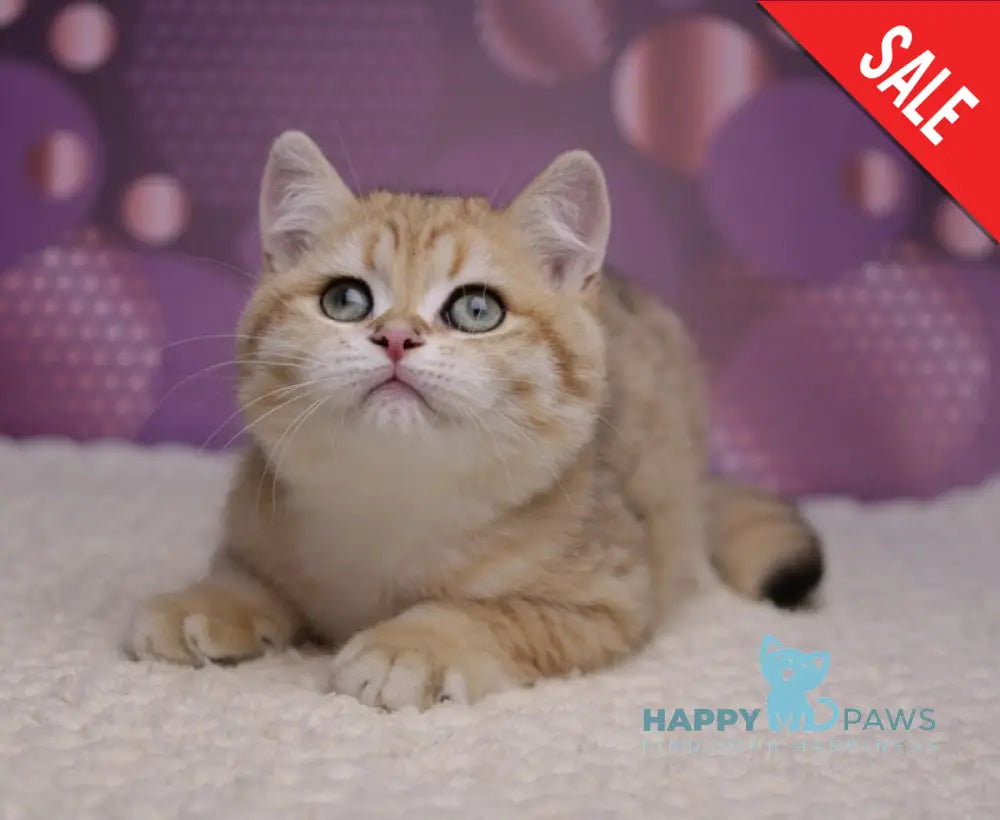 Batman British Shorthair male black golden spotted tabby live animals