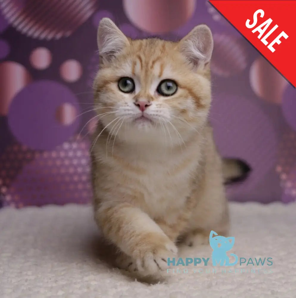 Batman British Shorthair male black golden spotted tabby live animals