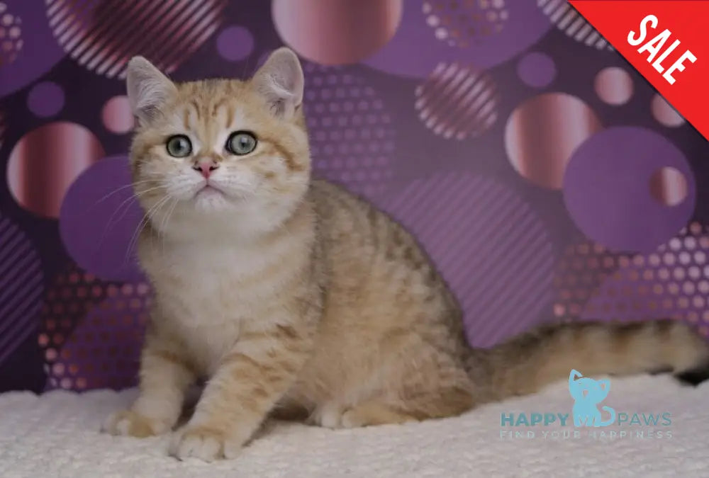 Batman British Shorthair male black golden spotted tabby live animals