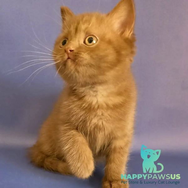 Baton Scottish Fold male cinnamon - live animals