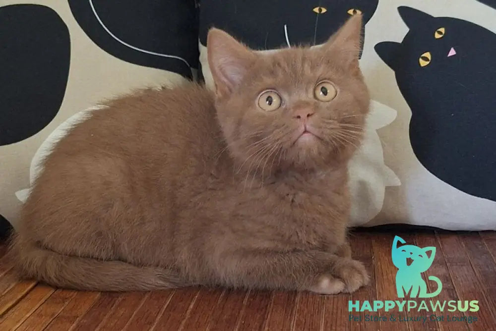 Batonchik British Shorthair male cinnamon - live animals