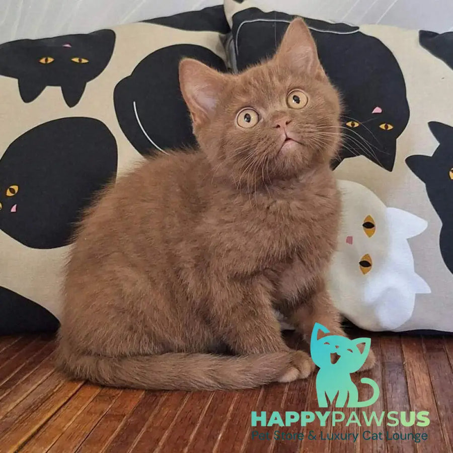 Batonchik British Shorthair male cinnamon - live animals