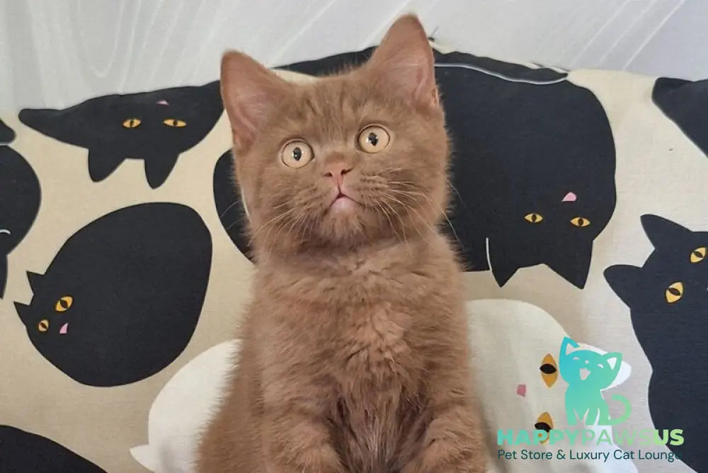 Batonchik British Shorthair male cinnamon - live animals