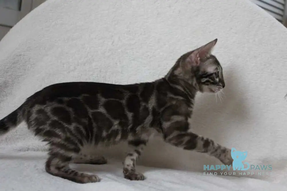 Batyr Bengal male black amber spotted tabby pointed live animals