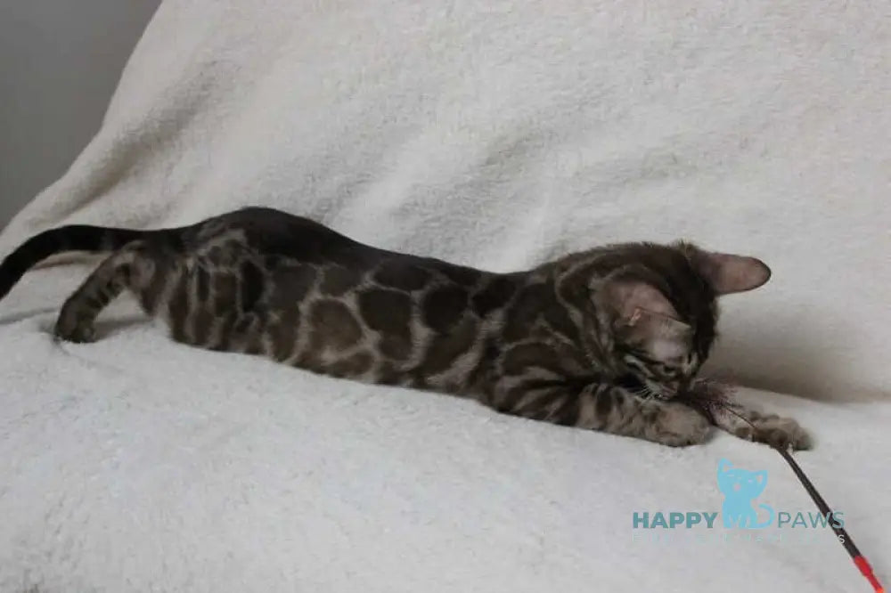 Batyr Bengal male black amber spotted tabby pointed live animals