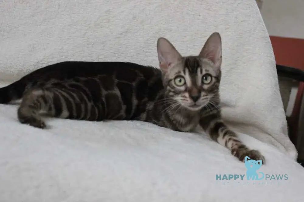 Batyr Bengal male black amber spotted tabby pointed live animals