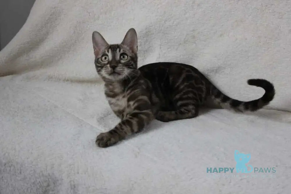 Batyr Bengal male black amber spotted tabby pointed live animals