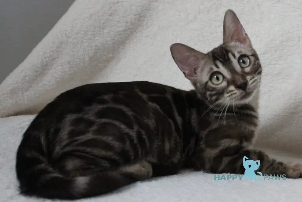 Batyr Bengal male black amber spotted tabby pointed live animals