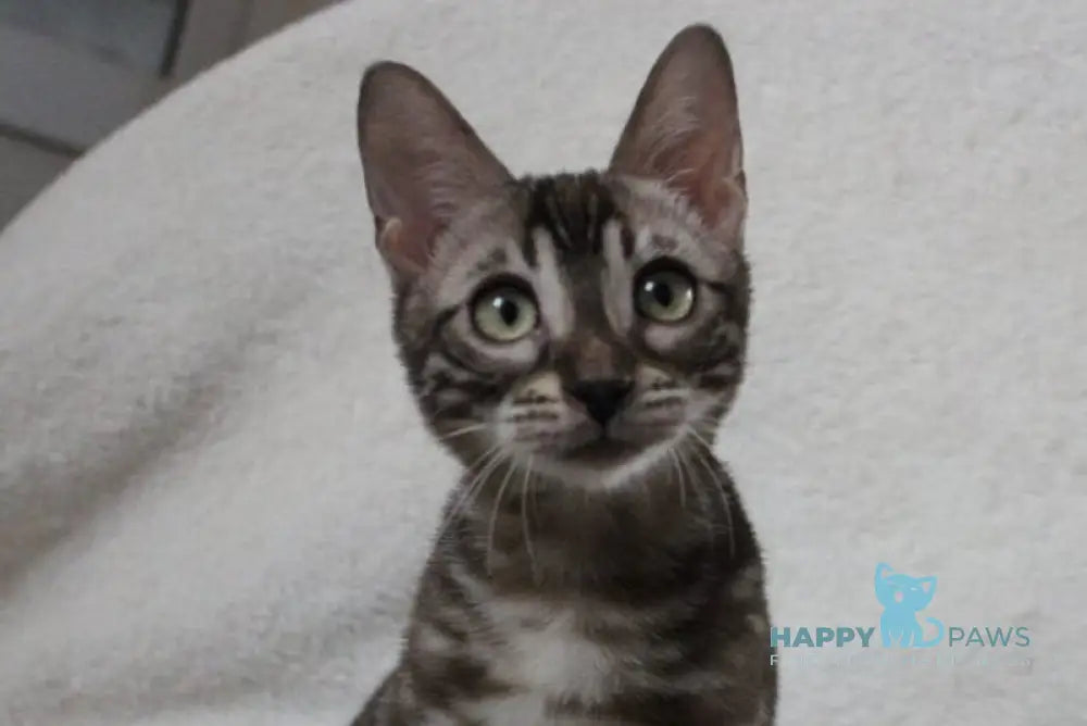 Batyr Bengal male black amber spotted tabby pointed live animals