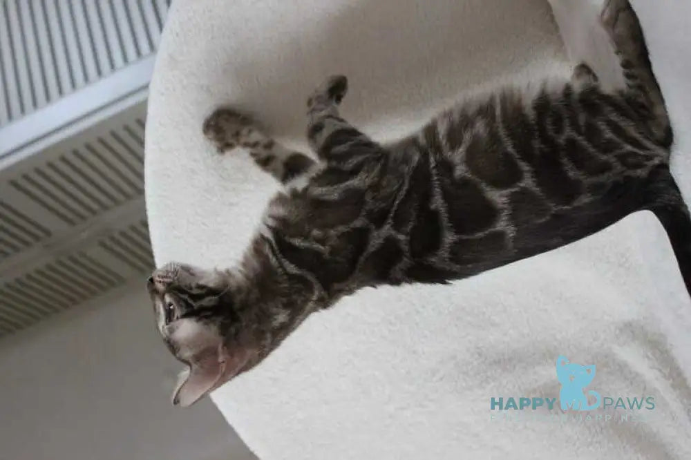 Batyr Bengal male black amber spotted tabby pointed live animals