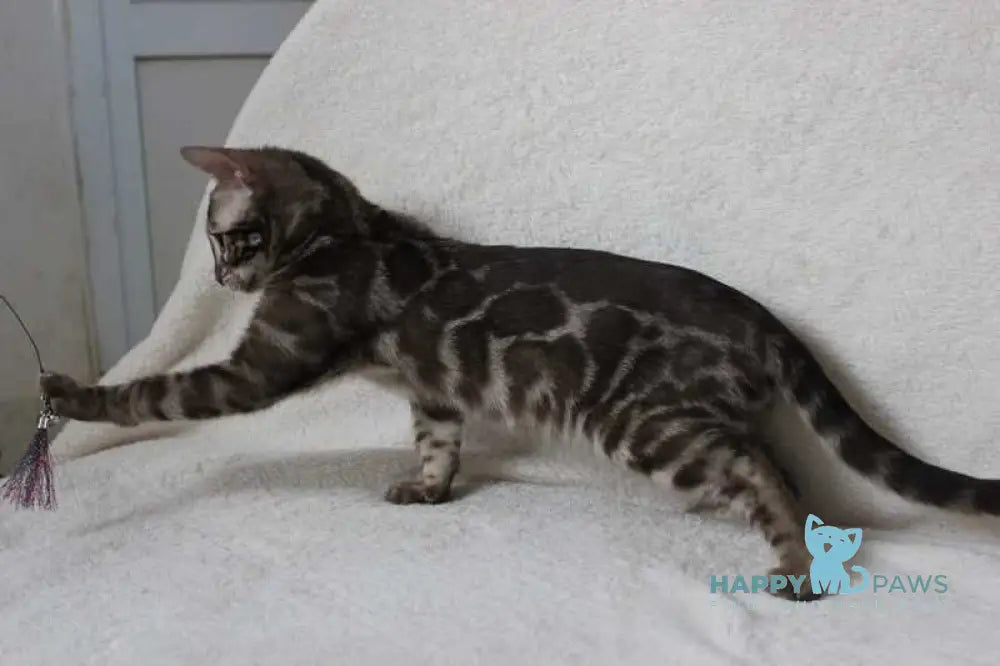 Batyr Bengal male black amber spotted tabby pointed live animals