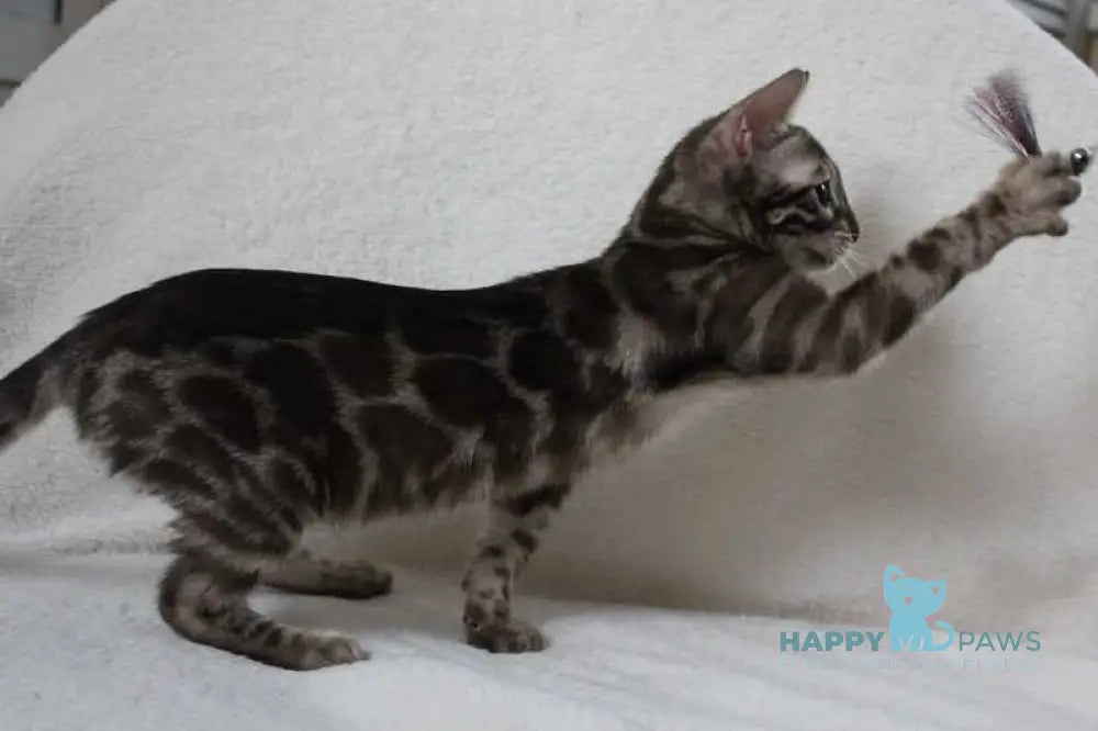 Batyr Bengal male black amber spotted tabby pointed live animals