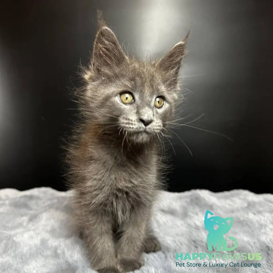 Baunti Maine Coon female blue - live animals