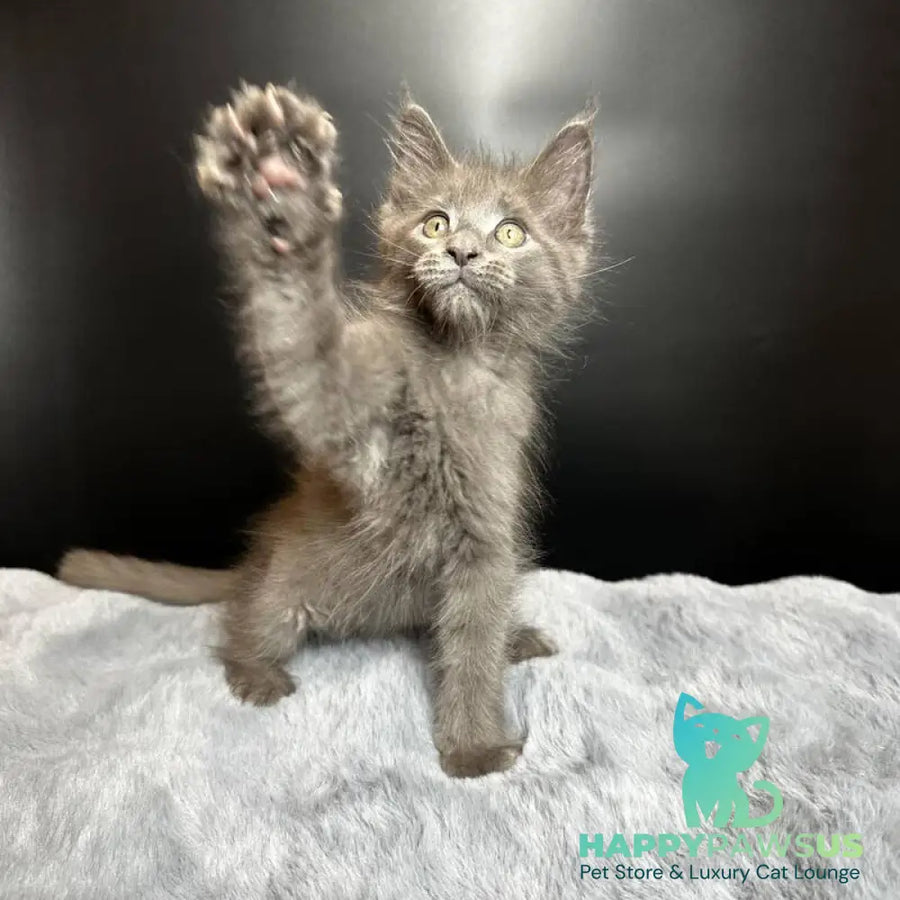 Baunti Maine Coon female blue - live animals