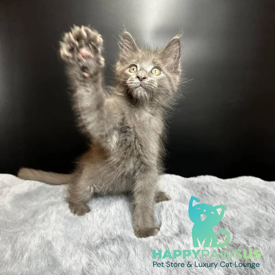 Baunti Maine Coon female blue - live animals
