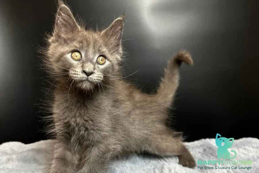 Baunti Maine Coon female blue - live animals