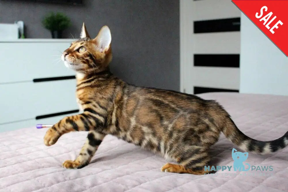 Baxter Bengal male black spotted tabby live animals