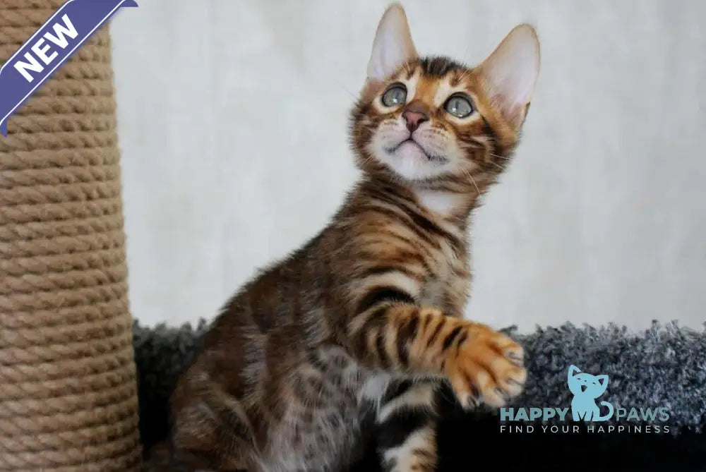 Baxter Bengal male black spotted tabby live animals