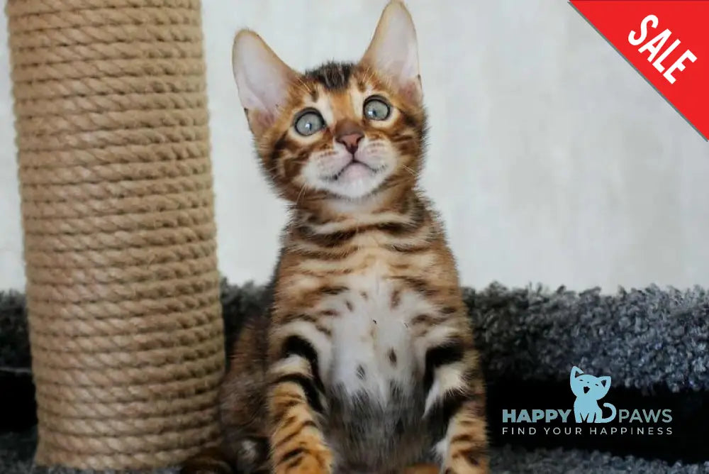 Baxter Bengal male black spotted tabby live animals