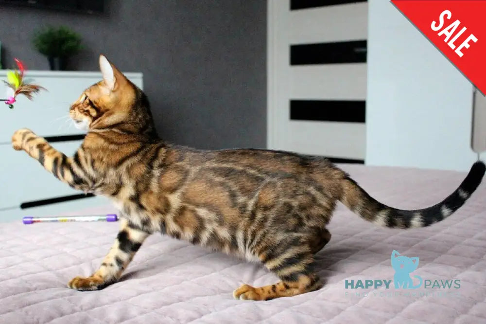Baxter Bengal male black spotted tabby live animals